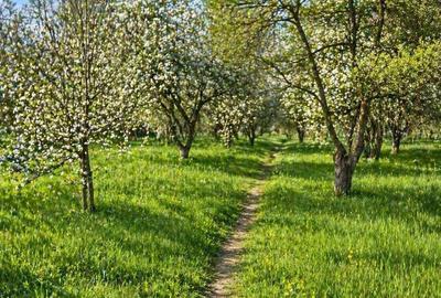 Teren de 2400 mp, în Ostrov - 3