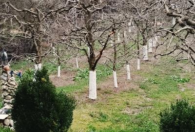 Casă cu 3 camere cu Teren 2800 Mp în Central - 7