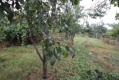 Teren Construcții intravilan de 1900 mp, în Dumbrăvița - 1