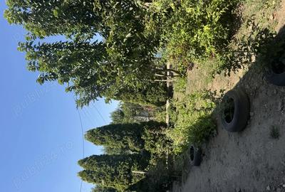 Casa de vanzare in sat Pietreni , jud Constan?a - 10