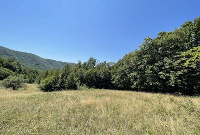 Teren de 45809 mp, în Mădrigești - 3