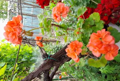 Casa de vanzare in Giurgiu, sos Balanoaiei, Intrarea Fluierului - 4