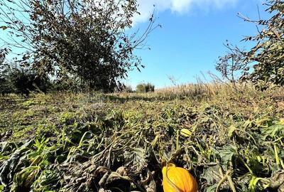 Livada+gradina, teren intravilan 2902mp, Damienesti-Bacau, comision 0 - 15