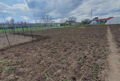 Casă cu 4 camere în Aradul Nou - 6