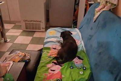 Vand casa 2 camere zona Petre Ispirescu - 5