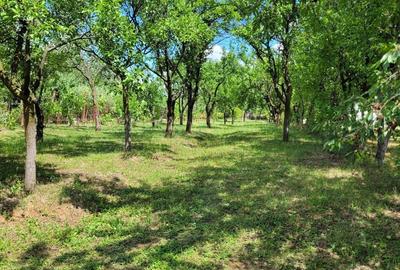 Casă cu 5 camere cu Teren 2300 Mp în Central - 1