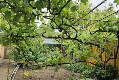 Casă cu 5 camere cu Teren 780 Mp în Gării - 4