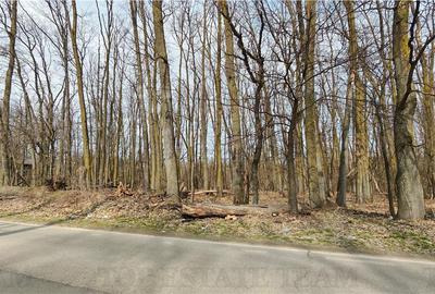 Teren Construcții intravilan de 6000 mp, în Corbeanca - 2