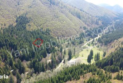 Teren de 983 mp, în Nucșoara - 4