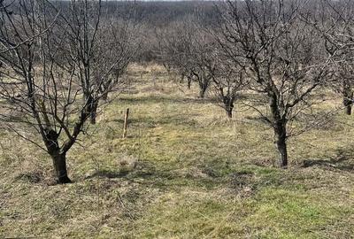 Teren de 940 mp, în Nord-Est - 1