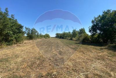 Teren de vanzare, 25km de Bucure?ti, Sine?ti, loc. Lilieci - 3