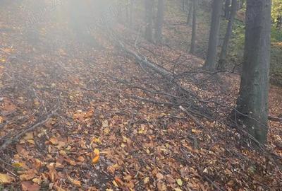 Teren de 20000 mp, în Gheorghe Doja - 2