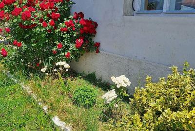 Casă cu 3 camere cu Teren 2877 Mp în Bethausen - 4