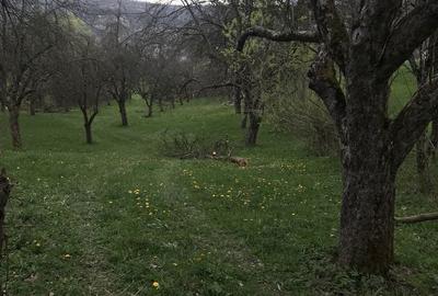 Spațiu comercial, în Berbești - 4