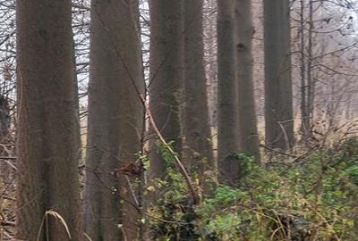 Teren de 300 mp, în Chiajna - 3