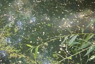 Casa cu mansarda de vanzare sau inchiriere pe termen lung - 2