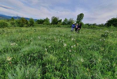 Teren Resita 4350 mp centura Resitei Terova-km 8 negociabil - 1