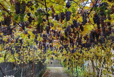 Casă cu 4 camere cu Teren 1599 Mp în Brebu - 3