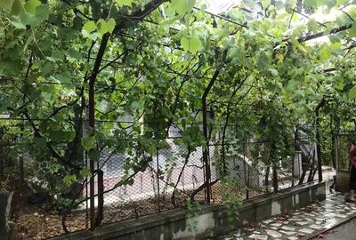 Casă cu 4 camere în Central - 4