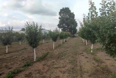 Casă cu 5 camere cu Teren 2500 Mp în Central - 6