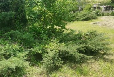 Casă cu 4 camere cu Teren 900 Mp în Carașova - 10