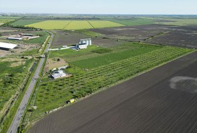 Livada de nuci ?i pruni 2.4ha in Varia?ul Mare Livada de nuci ?i pruni 2.4ha in Varia?ul Mare - 8