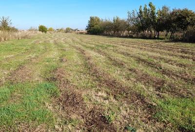 Teren de 4000 mp, în Cărpiniș - 1