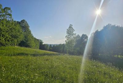 TEREN DE VANZARE APROAPE DE PADURE - 3