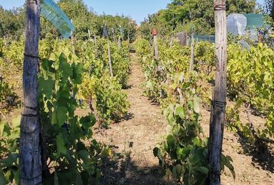 Cosereni, Ialomita - 7