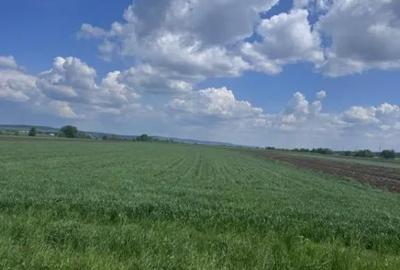 Teren de 10000 mp, în Rădăuți - 2