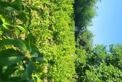 Casă cu 3 camere în Albina - 4