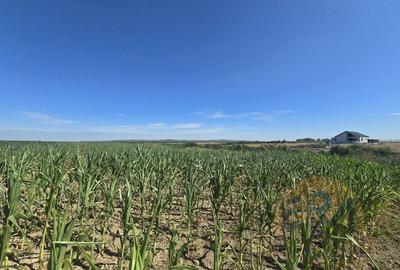 Oportunitate - Teren intravilan – 5972 mp – Rontau, Baile 1 Mai - 3