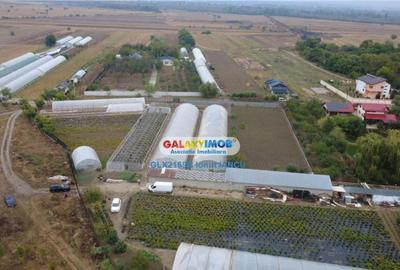 Teren de 9529 mp, în Mihăilești - 6