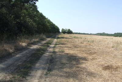 Clinceni-Ordoreanu intre padurea Teghes si Ordoreanu - 6