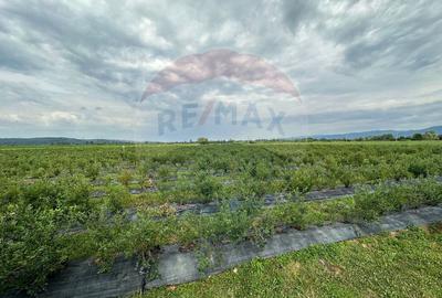 TEREN DE VANZARE - 29,656mp Bozanta Mica - 9