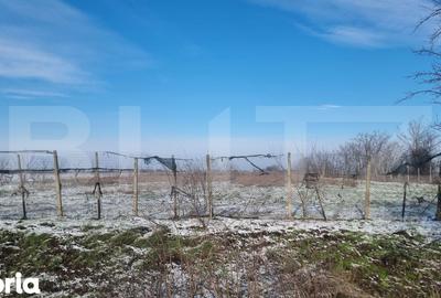Teren de 50000 mp, în Ciorani - 3