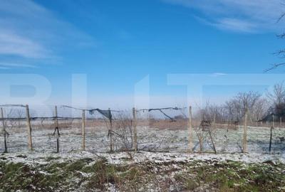 Teren de 50000 mp, în Ciorani - 15