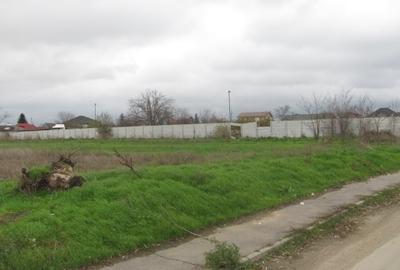 Cornetu - Crizantemelor, Stradal - 4