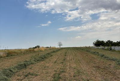 Teren Budeni - Delta Comana - Giurgiu - 12