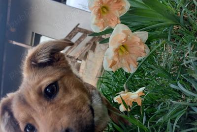 Casă cu Teren 535 Mp în Mușcel - 7