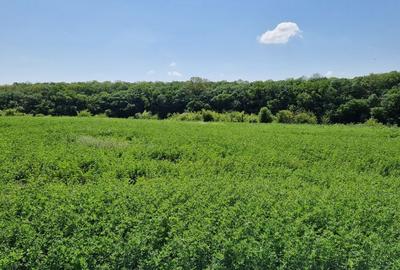 Spațiu comercial, în Cozieni - 7