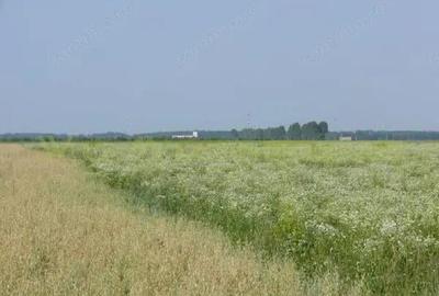 Teren 70 000 mp pretabil FOTOVOLTAIC de vanzare in Titu, jud Dambovita, negociabil - 4