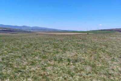 Teren de 10000 mp, în Ciurila - 1