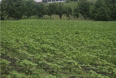 Teren intravilan de 2000 mp, în Moara Nica - 3