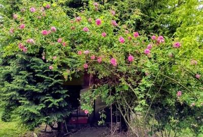 Vila de vanzare in Brebu - Zona Brebu Manastirei - 26