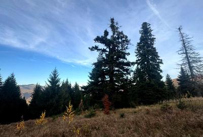 Vanzare 5,3 ha pasune deasupra Voronetului Suceava - Proiect Turistic - 13