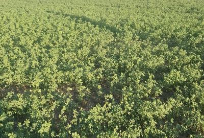 Spațiu comercial, în Central - 1