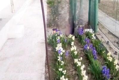 Casă cu Teren 3447 Mp în Satu Nou - 3