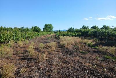Casă cu 3 camere în Bolotești - 6