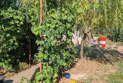 Casă cu 4 camere cu Teren 10000 Mp în Bârca - 4